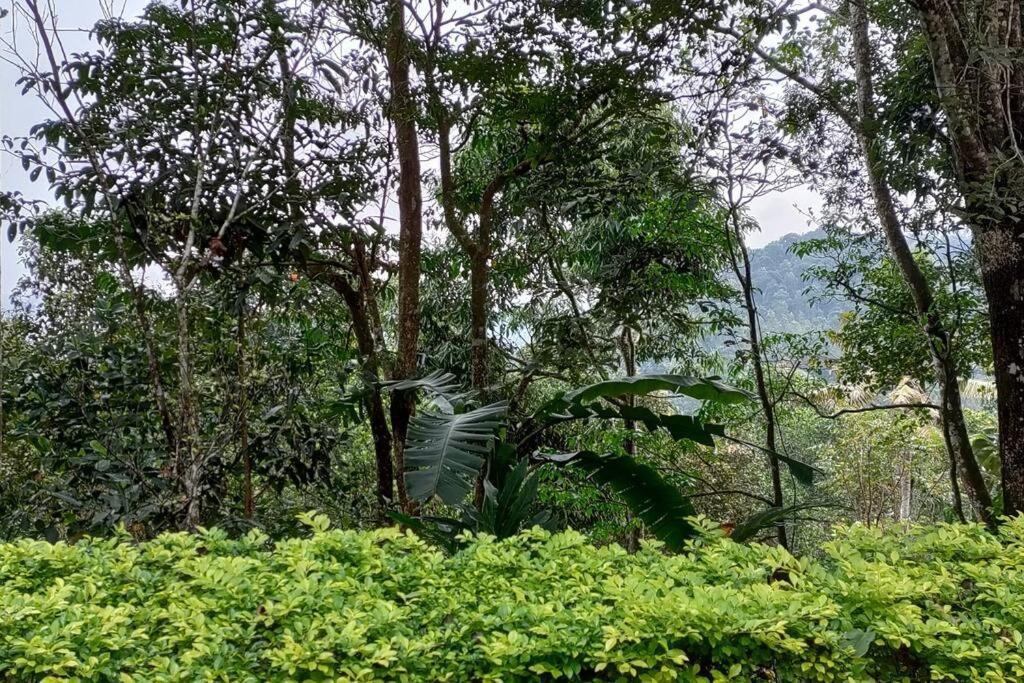 Coffee Camp Home Stay With Tree House Kattappana Luaran gambar