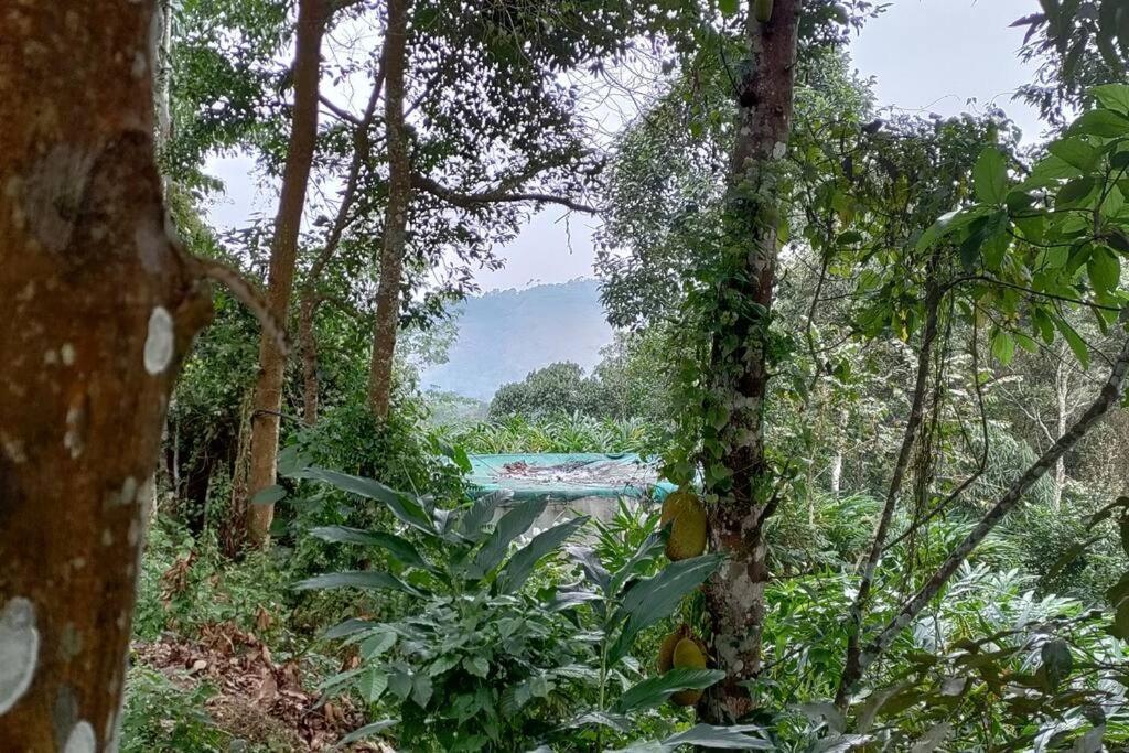Coffee Camp Home Stay With Tree House Kattappana Luaran gambar