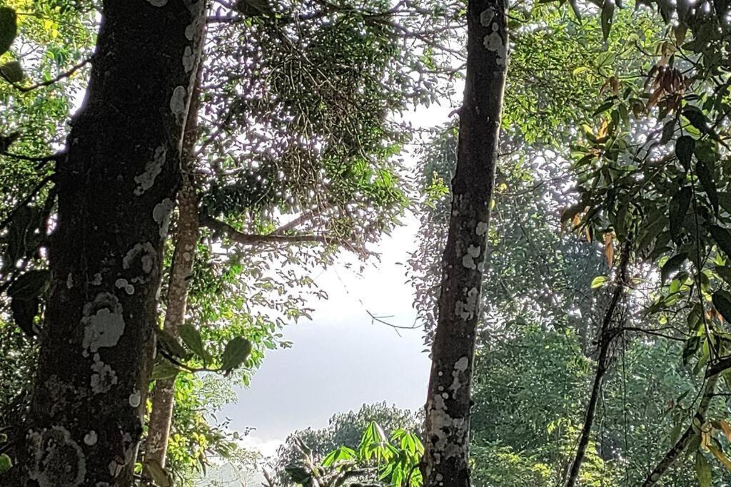 Coffee Camp Home Stay With Tree House Kattappana Luaran gambar