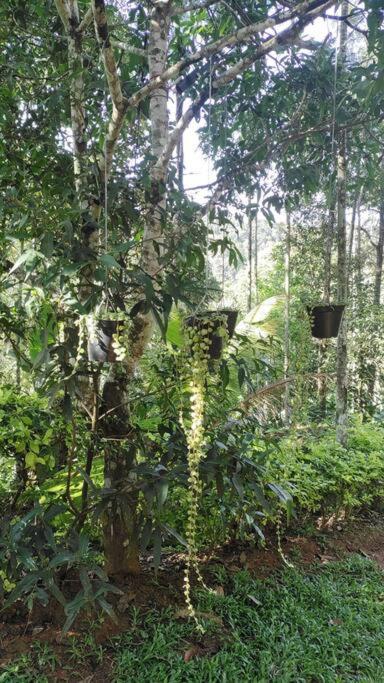 Coffee Camp Home Stay With Tree House Kattappana Luaran gambar