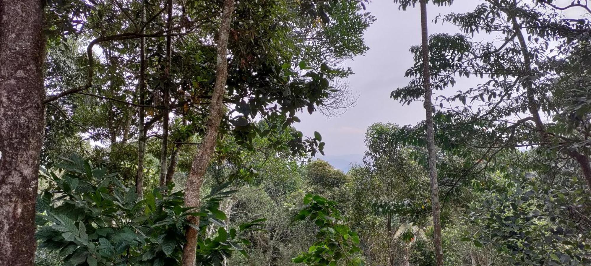 Coffee Camp Home Stay With Tree House Kattappana Luaran gambar