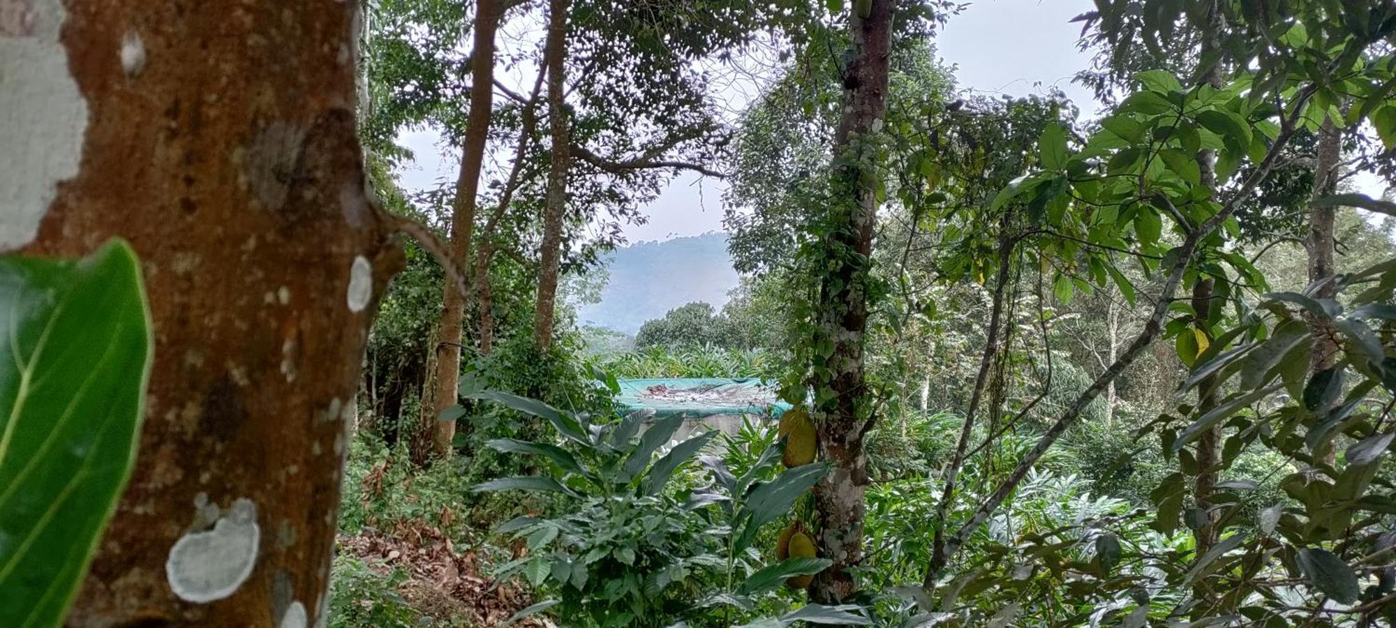 Coffee Camp Home Stay With Tree House Kattappana Luaran gambar