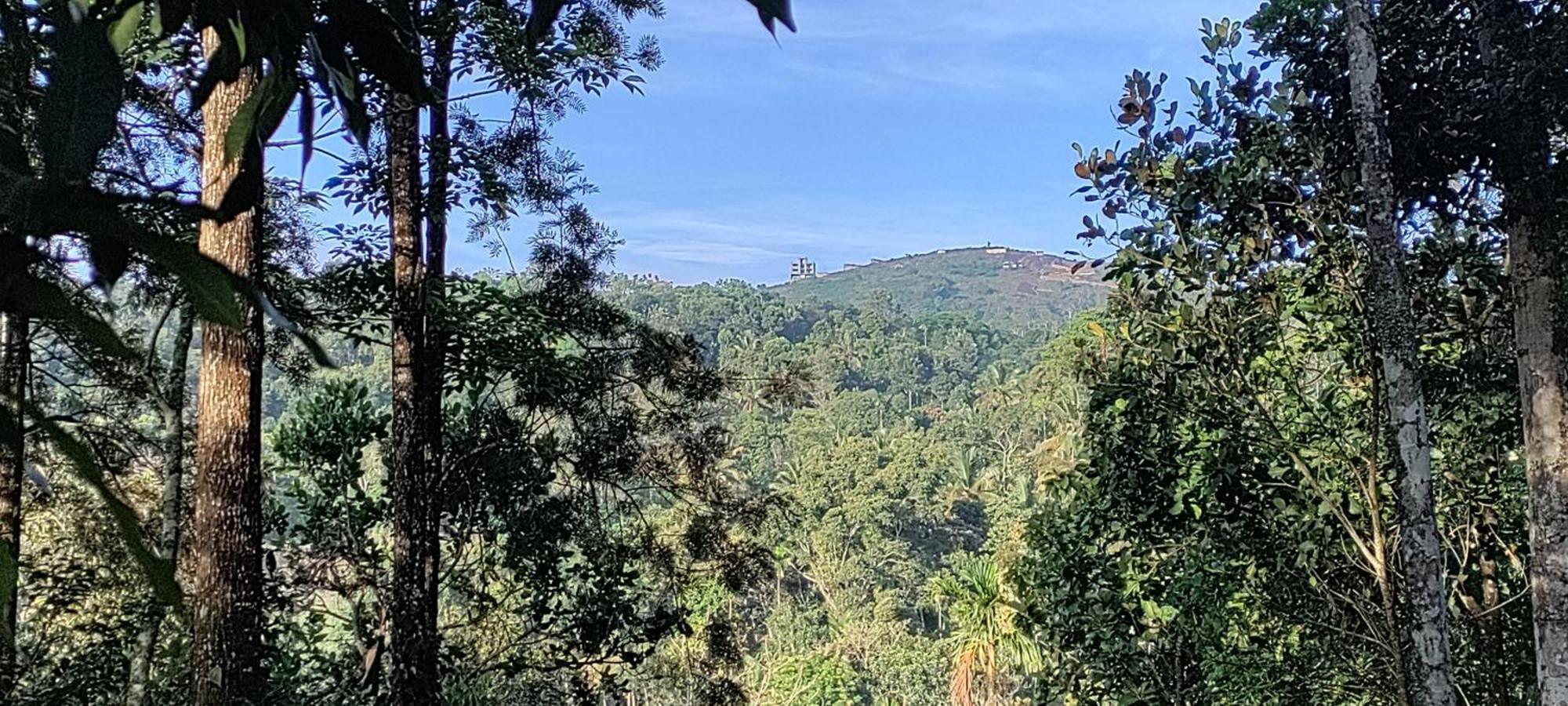Coffee Camp Home Stay With Tree House Kattappana Luaran gambar