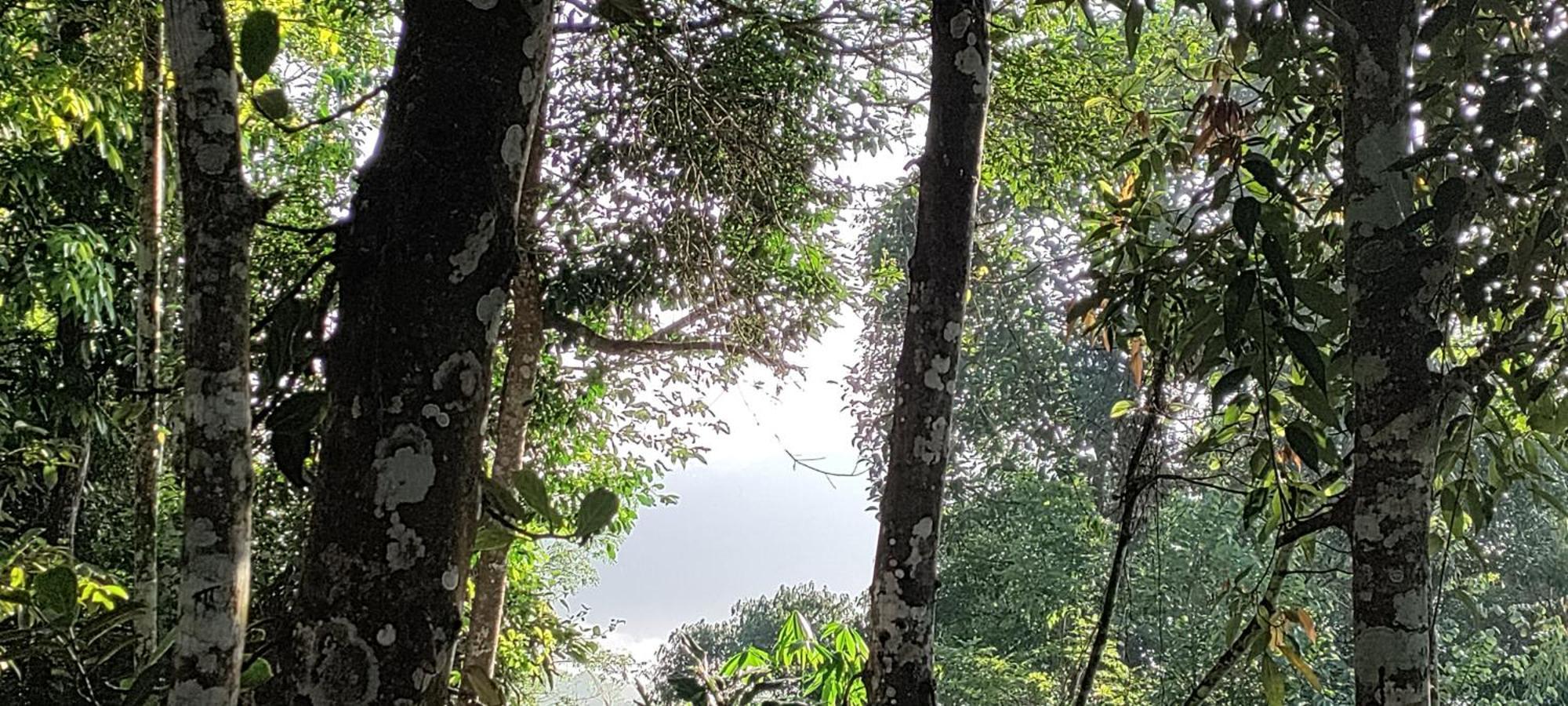 Coffee Camp Home Stay With Tree House Kattappana Luaran gambar