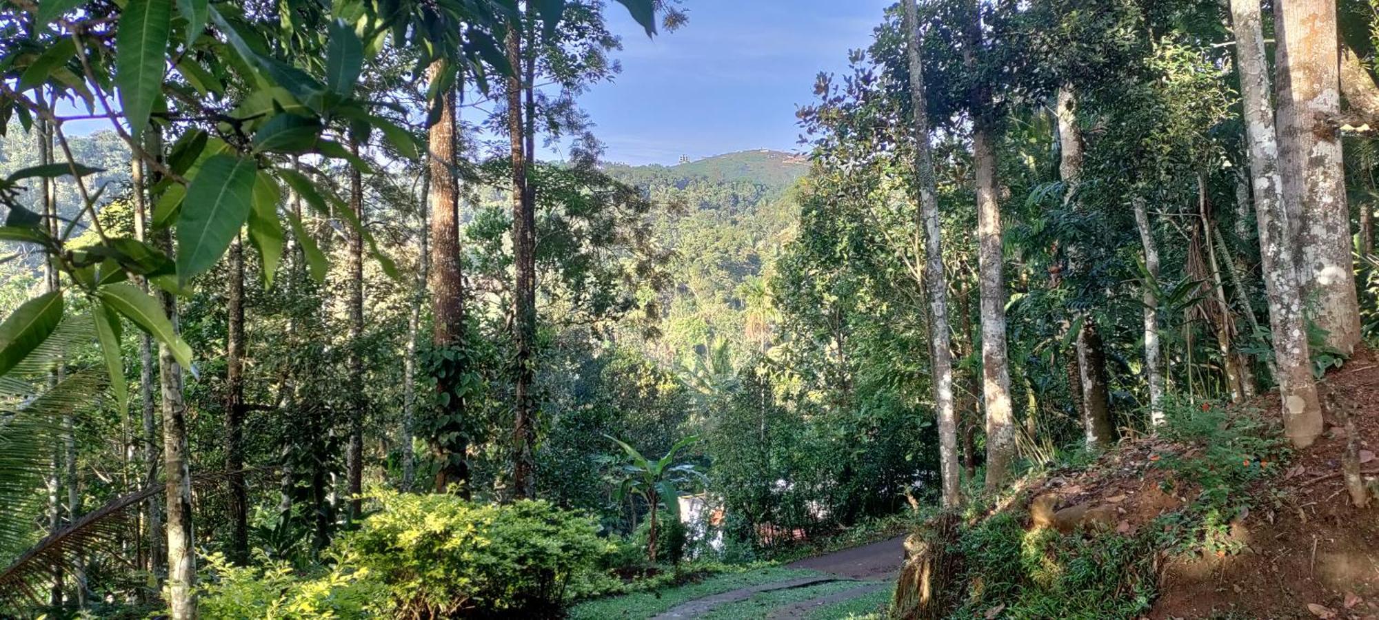 Coffee Camp Home Stay With Tree House Kattappana Luaran gambar